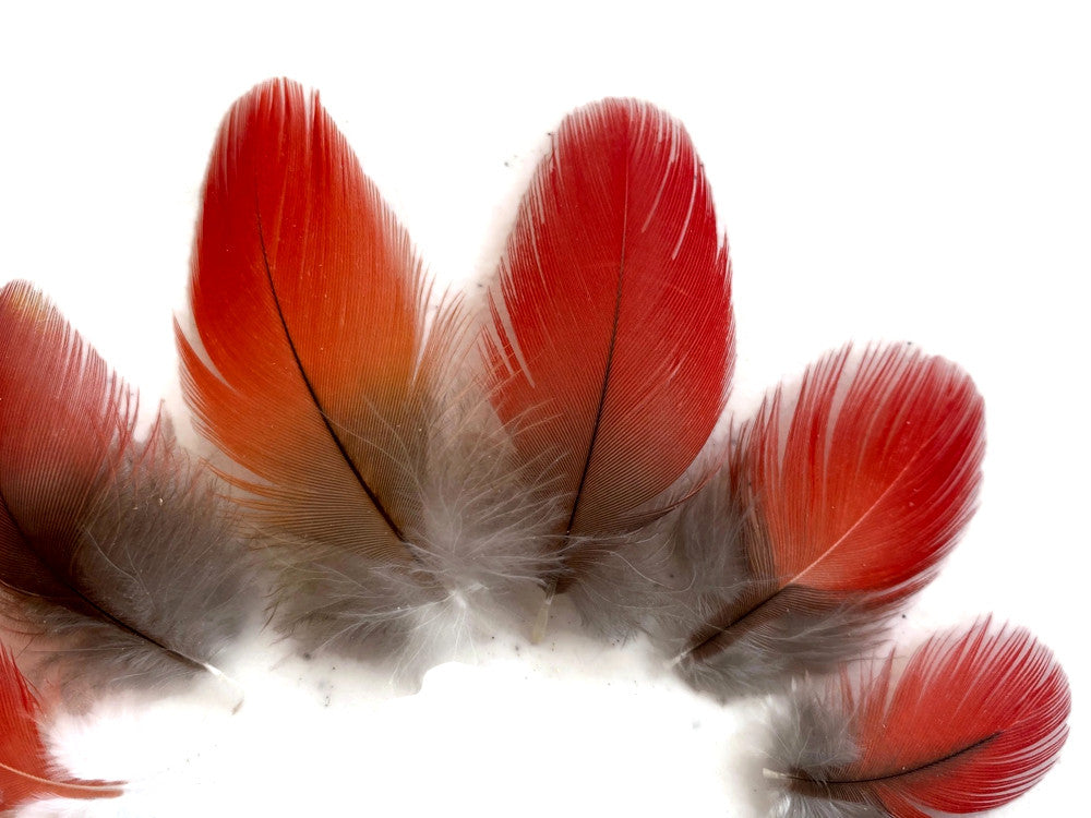 6 Pieces - Natural Red African Grey Parrot Small Body Plumage Feathers - Rare-