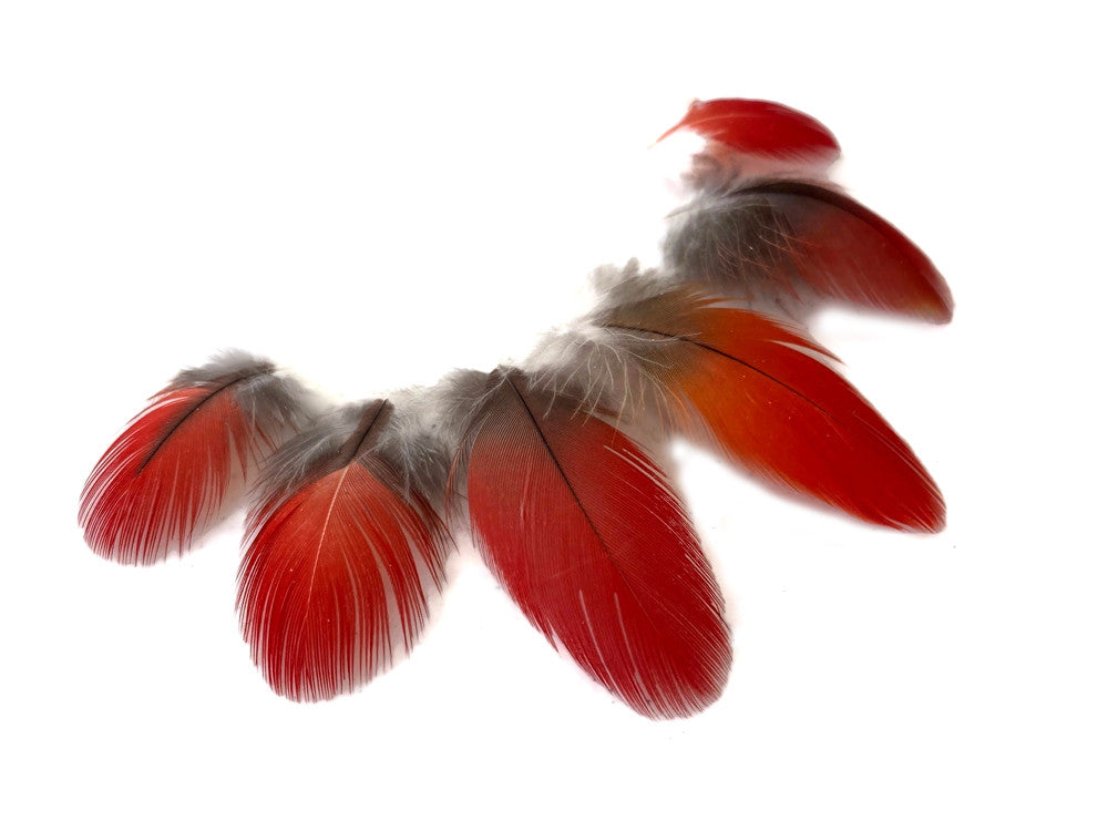 6 Pieces - Natural Red African Grey Parrot Small Body Plumage Feathers - Rare-