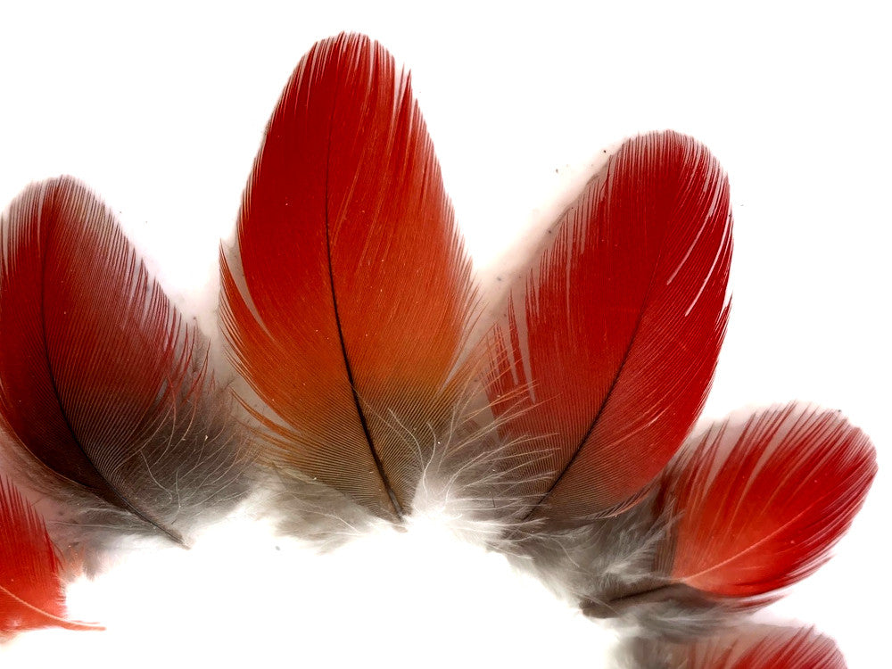 6 Pieces - Natural Red African Grey Parrot Small Body Plumage Feathers - Rare-