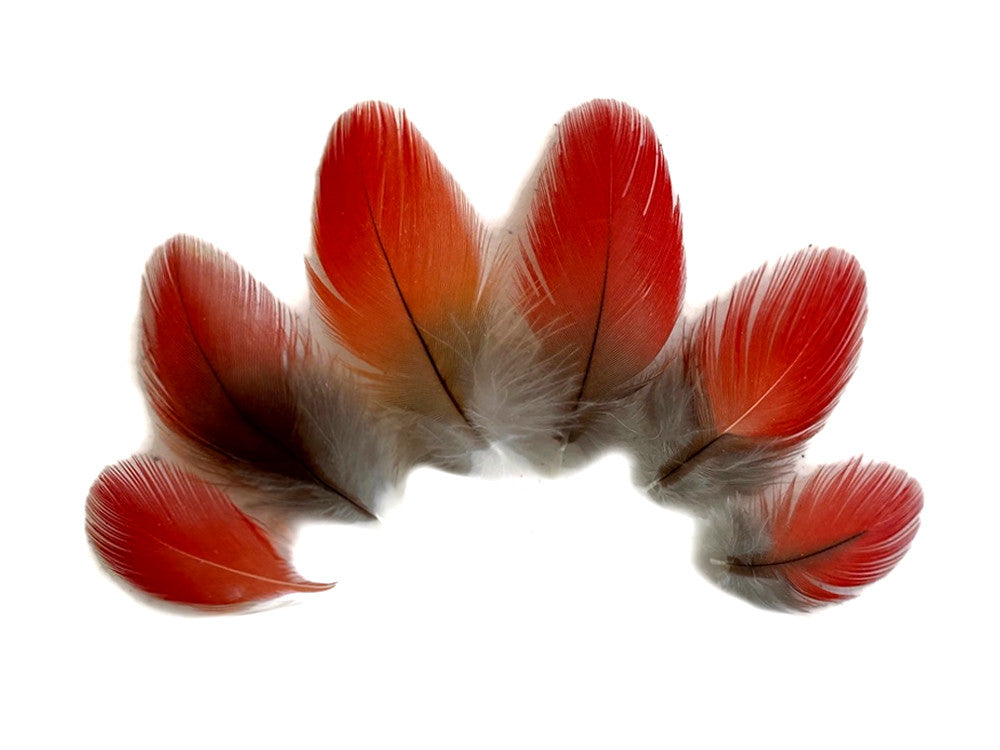 6 Pieces - Natural Red African Grey Parrot Small Body Plumage Feathers - Rare-