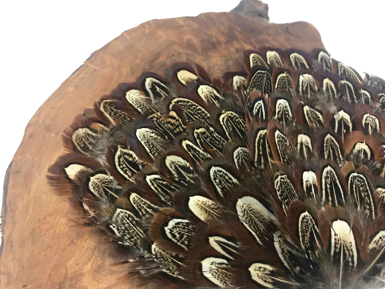 1 Piece - Natural Brown Ringneck Pheasant Almond Feather Pad