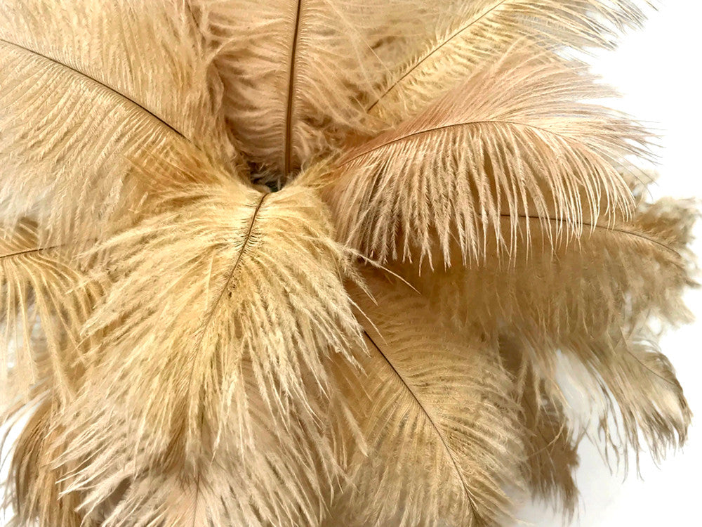 10 Pieces - 14-17" Antique Gold Ostrich Dyed Drab Large Body Feathers