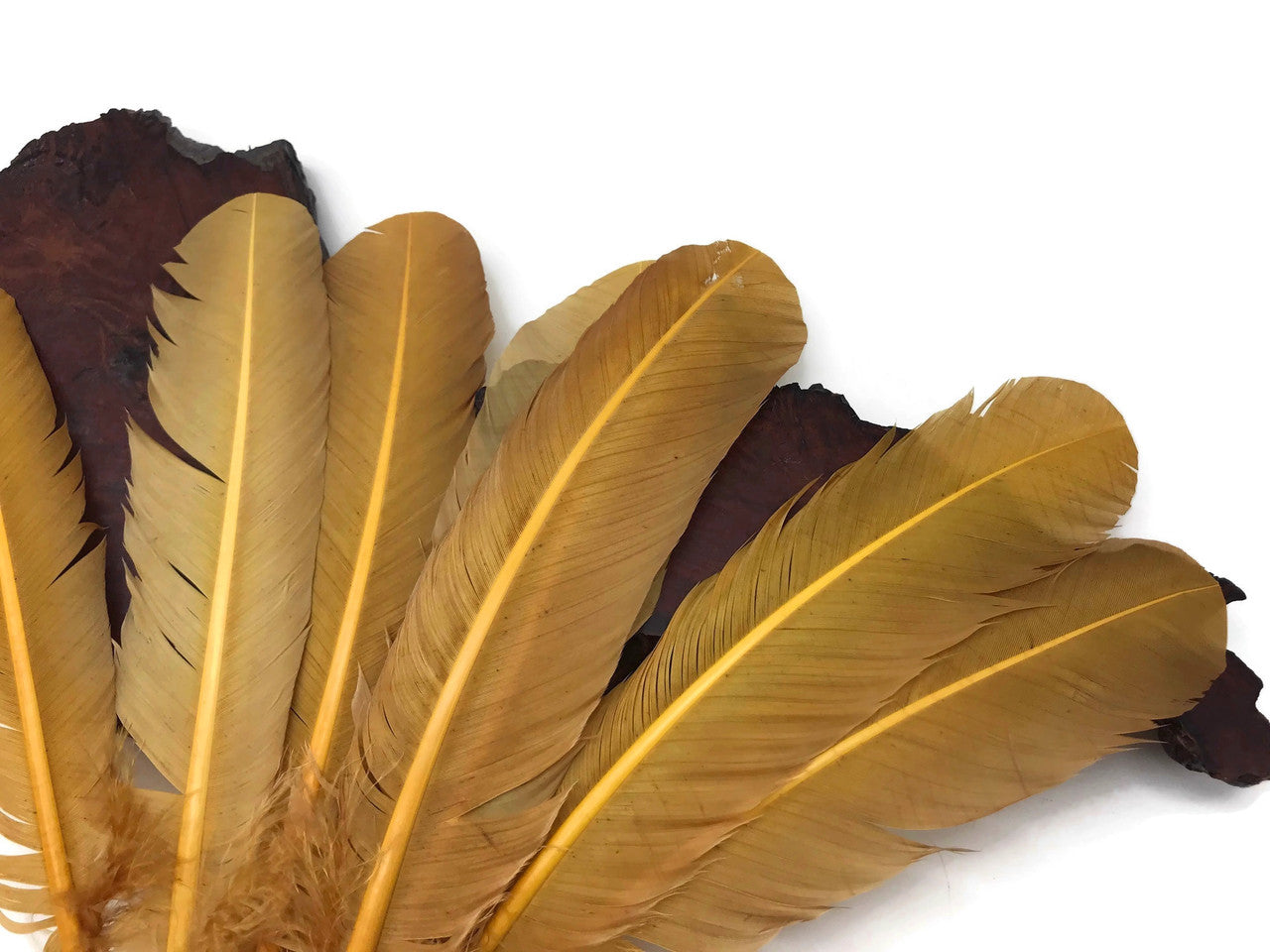 1/4 Lb. - Antique Gold Turkey Tom Rounds Secondary Wing Quill Wholesale Feathers (Bulk)