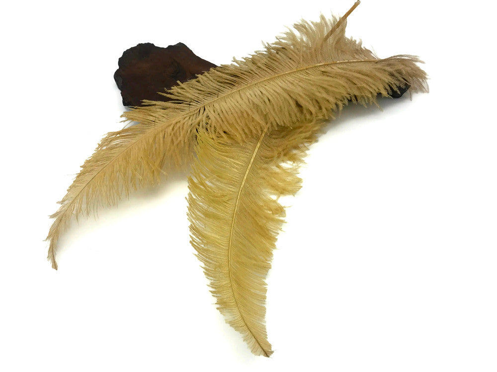 10 Pieces - 20-28" Antique Gold Ostrich Spads Large Wing Feathers