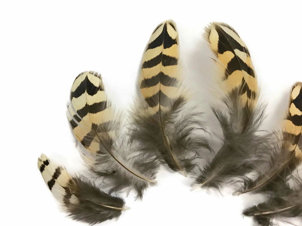 10 Pieces - Natural Brown Barred Partridge Small Plumage Feathers