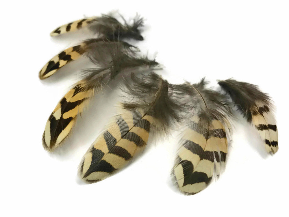 10 Pieces - Natural Brown Barred Partridge Small Plumage Feathers