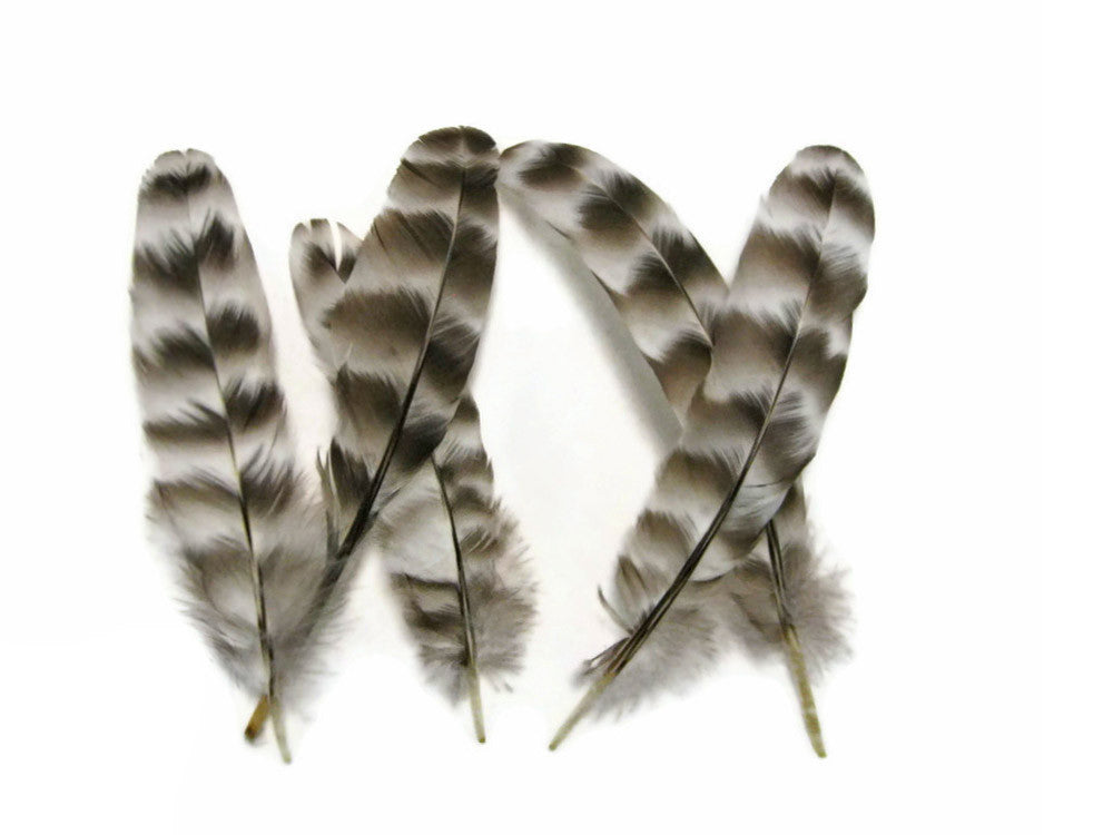 10 Pieces - Natural Barred Rock Hen Secondary Wing Quills Feather