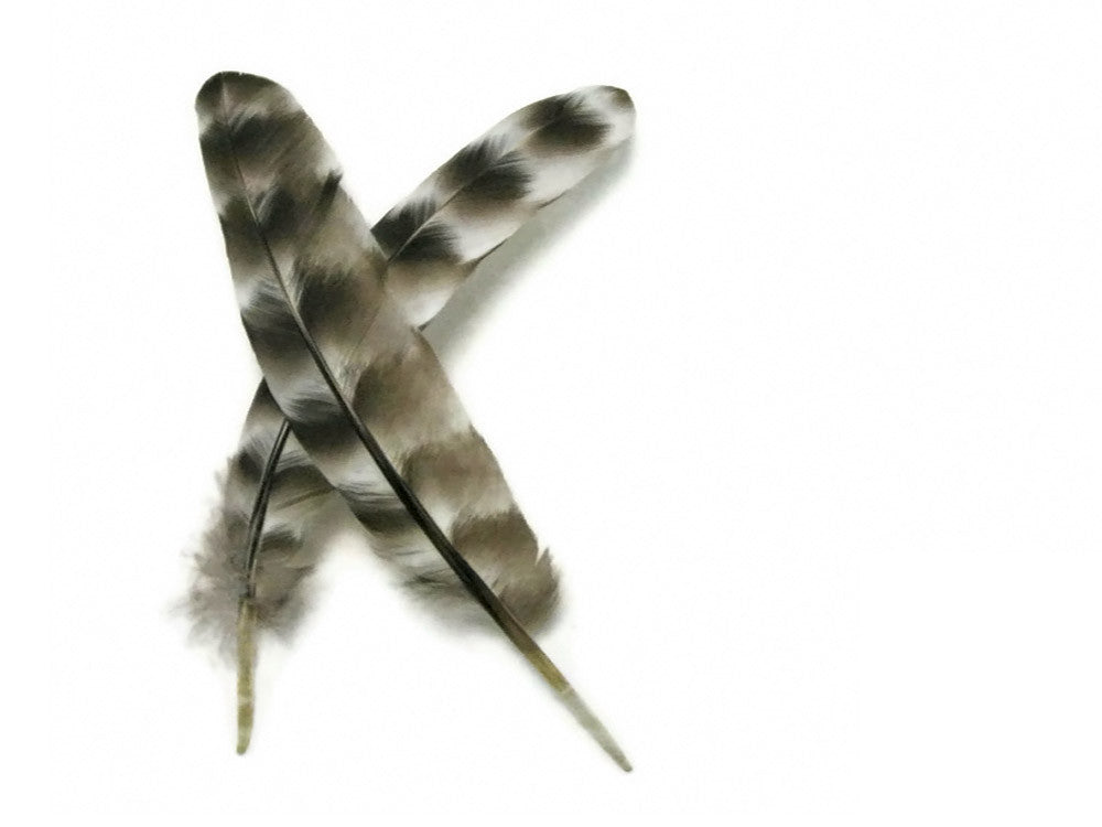 10 Pieces - Natural Barred Rock Hen Secondary Wing Quills Feather