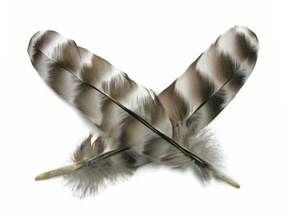 10 Pieces - Natural Barred Rock Hen Secondary Wing Quills Feather