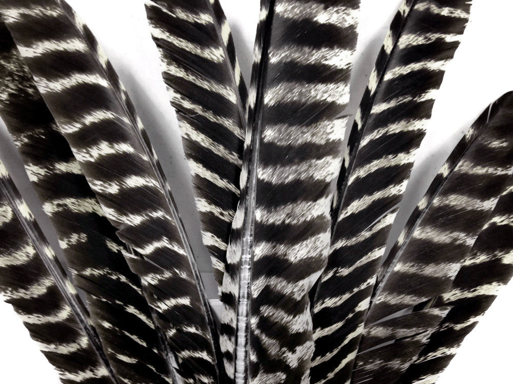 Giant Lot Wild Turkey Feathers Wholesale Destash Ethically Sourced Roadkill outlet Mix of Sizes Hundreds of Pieces Huge Feather Lot One Whole Bird