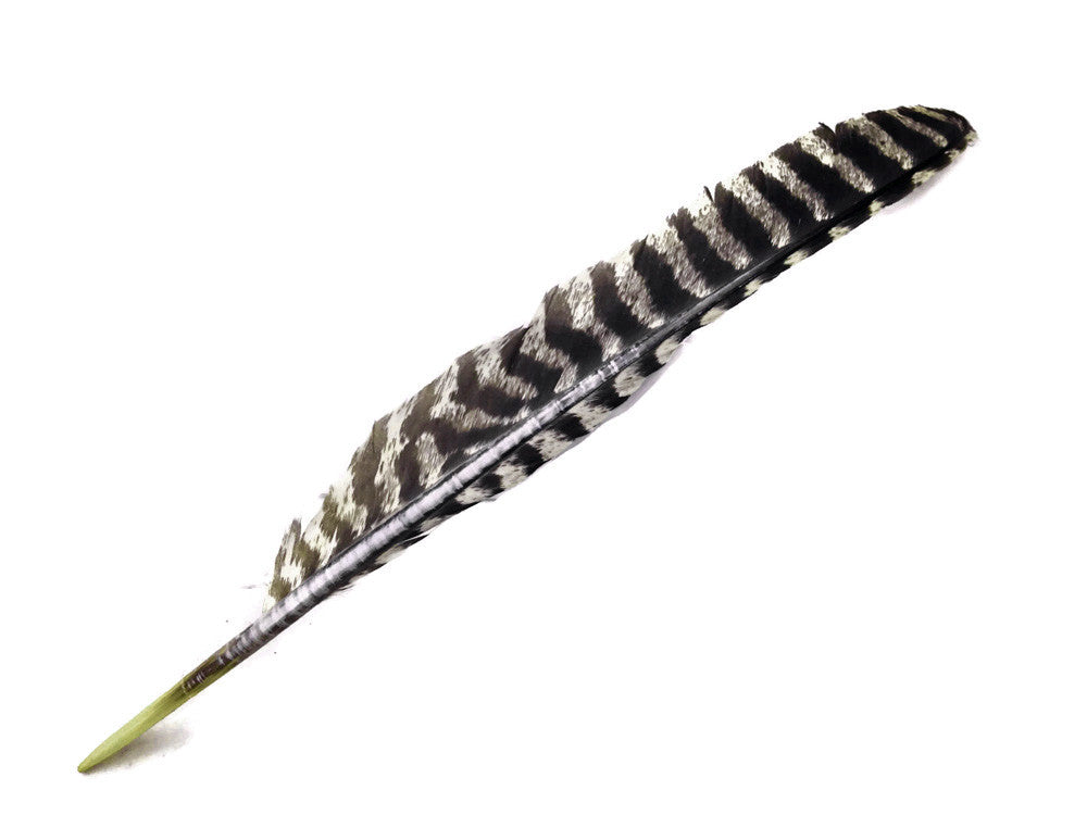 6 Pieces - Natural Barred Wild Turkey Merriam Primary Wing Pointer Quill Feathers