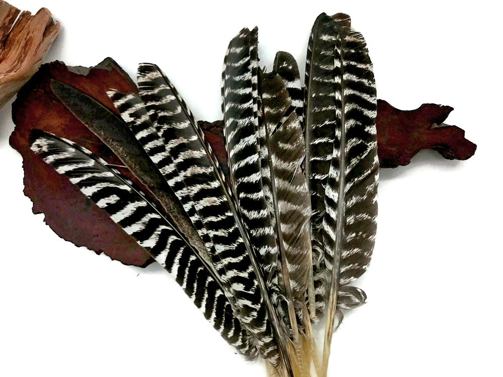 6 Pieces - Natural Barred Wild Turkey Merriam Primary Wing Pointer Quill Feathers