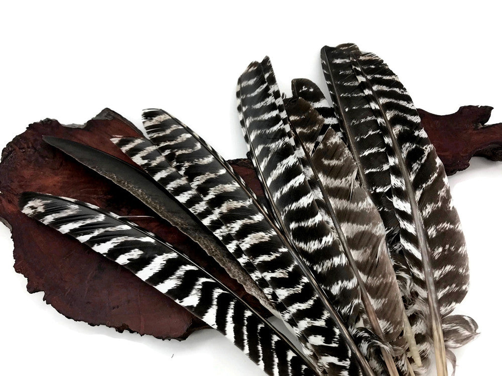 6 Pieces - Natural Barred Wild Turkey Merriam Primary Wing Pointer Quill Feathers