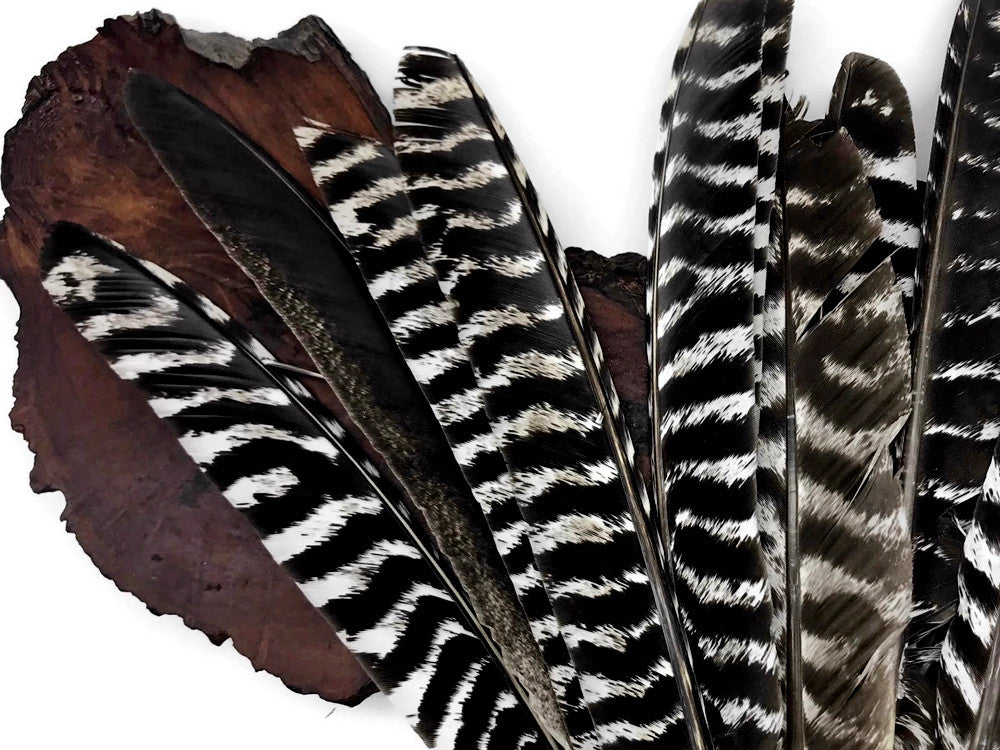 6 Pieces - Natural Barred Wild Turkey Merriam Primary Wing Pointer Quill Feathers