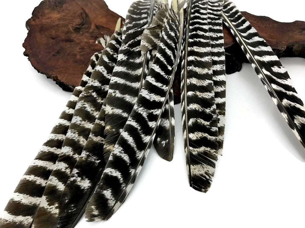 50 Pieces - Natural Barred Wild Turkey Merriam Primary Wing Pointer Quill Wholesale Feathers (bulk)