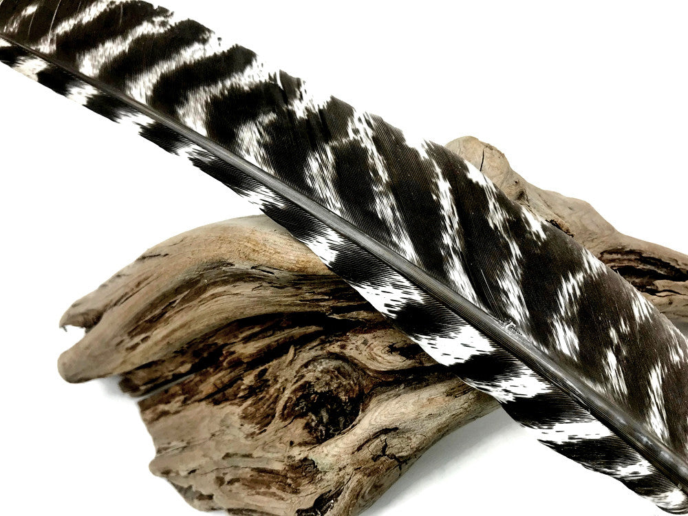 50 Pieces - Natural Barred Wild Turkey Merriam Primary Wing Pointer Quill Wholesale Feathers (bulk)