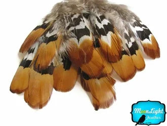Natural brown, white, and black patterned feathers for DIY crafts and fashion decor.