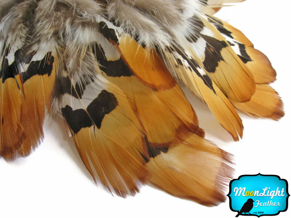 6 Pieces - Big Golden Yellow Reeve Venery Pheasant Plumage Feather