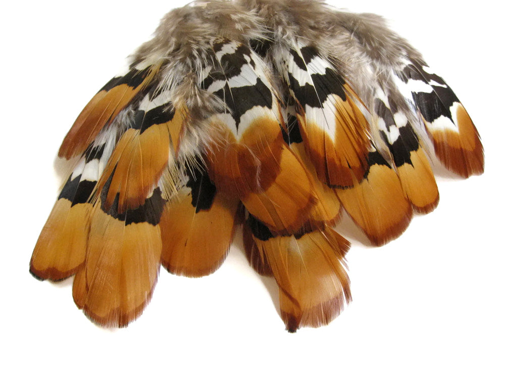 6 Pieces - Big Golden Yellow Reeve Venery Pheasant Plumage Feather