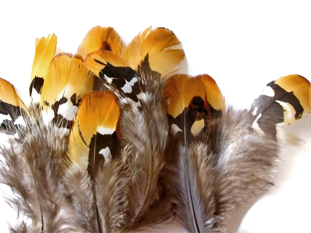 6 Pieces - Big Golden Yellow Reeve Venery Pheasant Plumage Feather