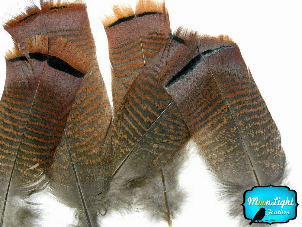 5 Pieces - Big Natural Brown Wild Barred Turkey Flat Tail Feathers