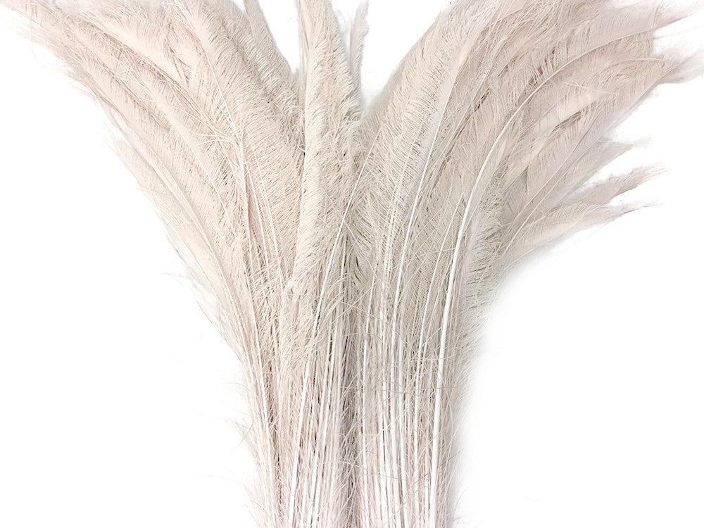 50 Pieces - 30-35" Ivory Bleached Peacock Swords Cut Wholesale Feathers (Bulk)