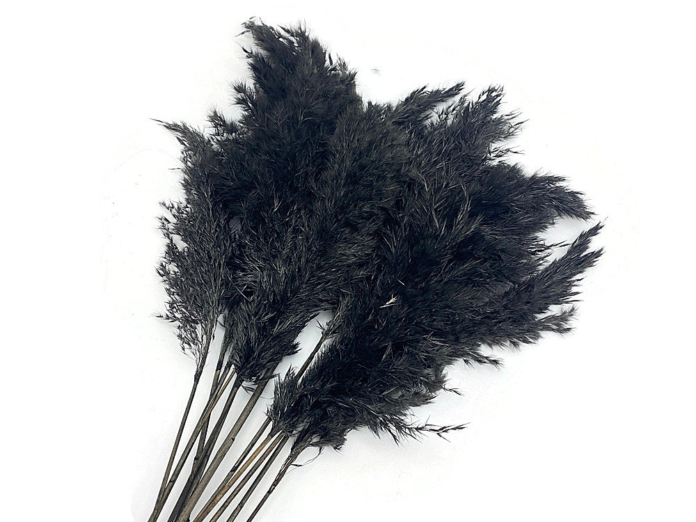 5 Pieces - 18-20" Dyed Black Preserved Dried Plume Pampas Reed Grass