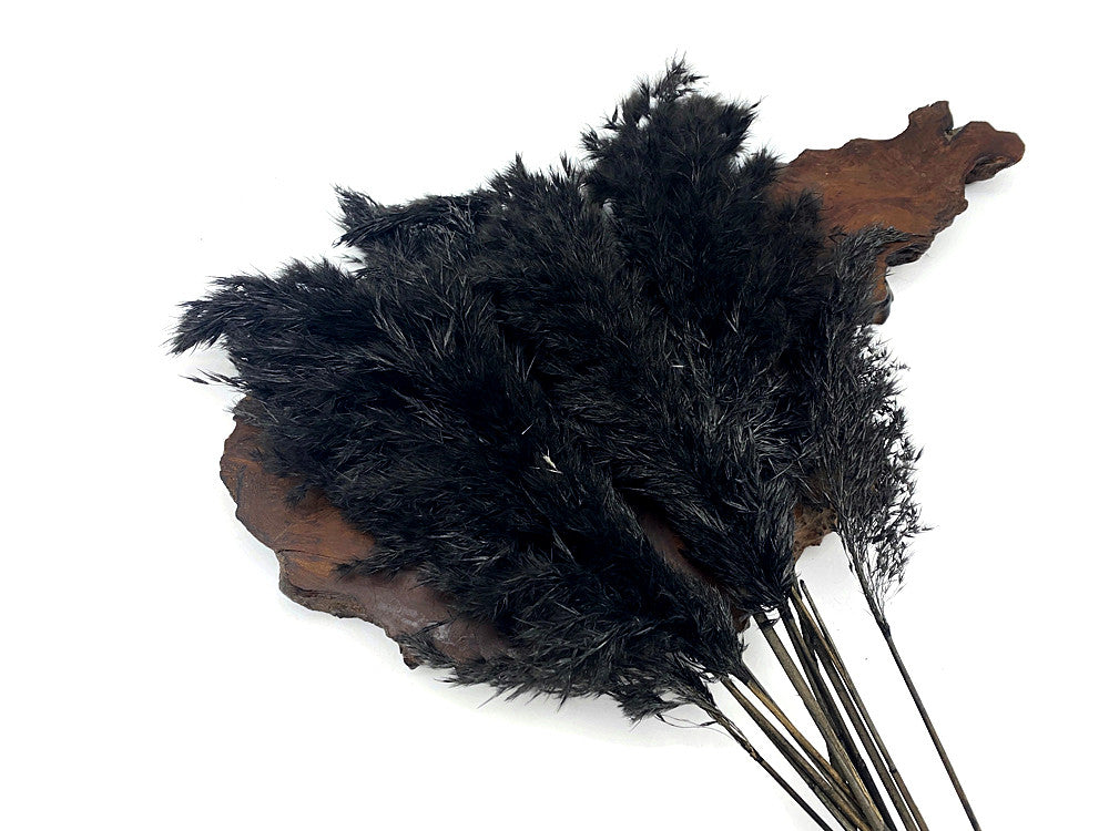 5 Pieces - 18-20" Dyed Black Preserved Dried Plume Pampas Reed Grass