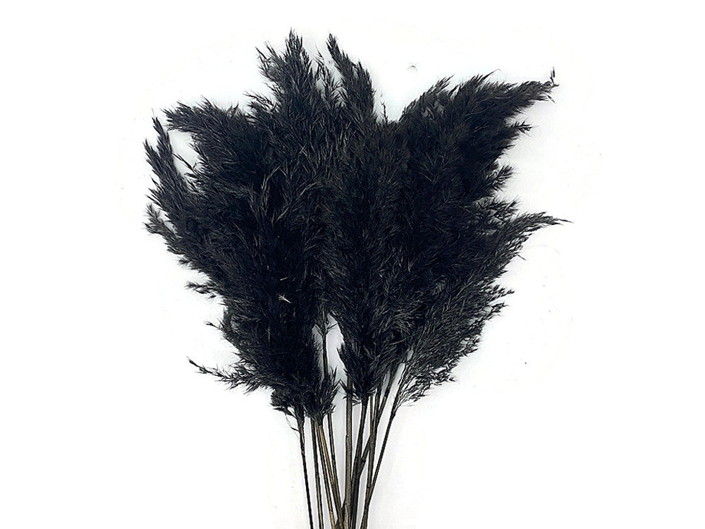 5 Pieces - 18-20" Dyed Black Preserved Dried Plume Pampas Reed Grass