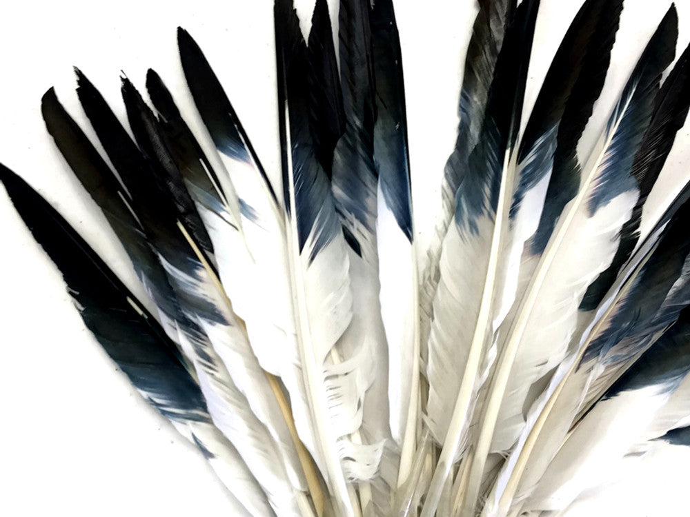 1/4 Lb. - White Tipped Black Goose Pointers Long Primaries Wing Wholesale Feathers (Bulk)