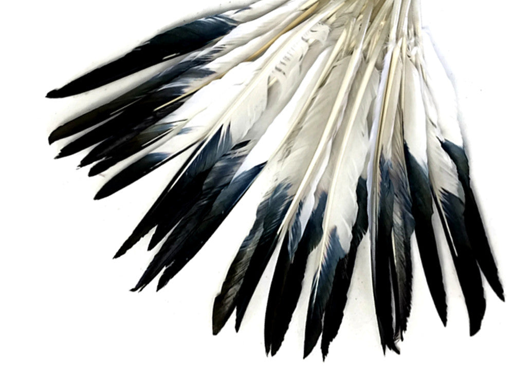 1/4 Lb. - White Tipped Black Goose Pointers Long Primaries Wing Wholesale Feathers (Bulk)