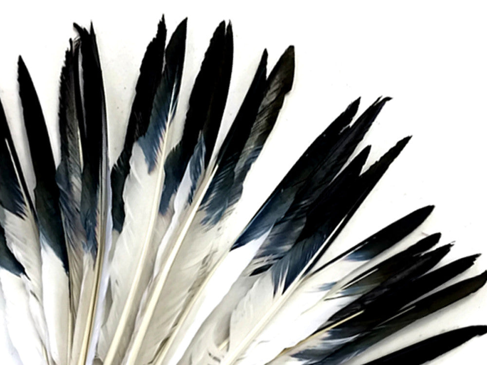 10 Pieces - White Tipped Black Goose Pointers Long Primaries Wing Feathers