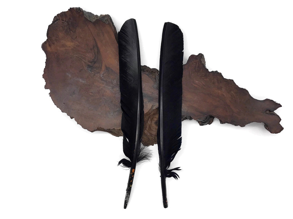 1/4 Lb - Black Turkey Pointers Primary Wing Quill Large Wholesale Feathers (Bulk)