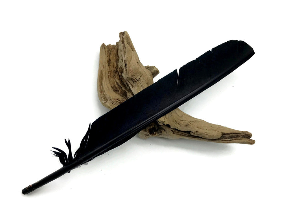 1/4 Lb - Black Turkey Pointers Primary Wing Quill Large Wholesale Feathers (Bulk)