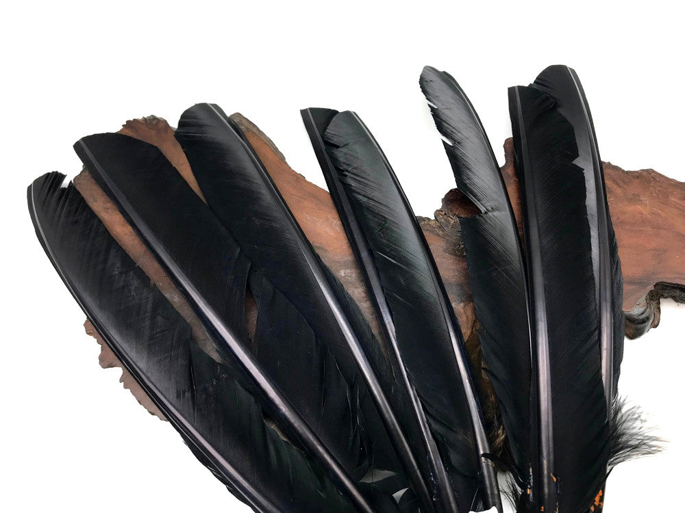 6 Pieces - Black Turkey Pointers Primary Wing Quill Large Feathers