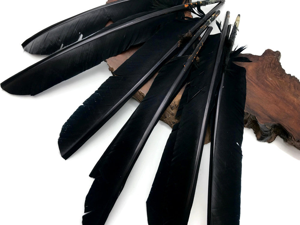 1/4 Lb - Black Turkey Pointers Primary Wing Quill Large Wholesale Feathers (Bulk)