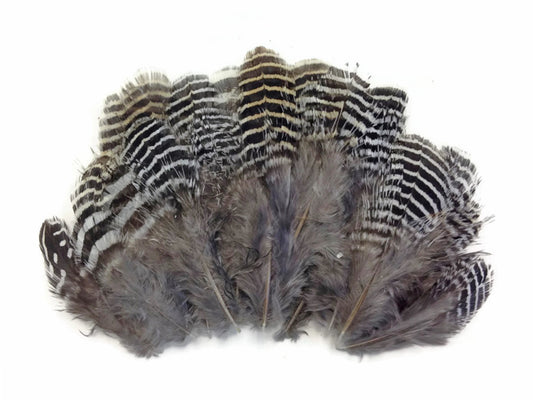 10 Pieces - Natural Black And White Partridge Small Plumage Feathers