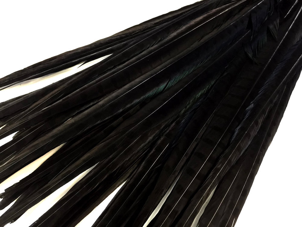 10 Pieces - 18-22" Black Bleached and Dyed Long Ringneck Pheasant Tail Feathers