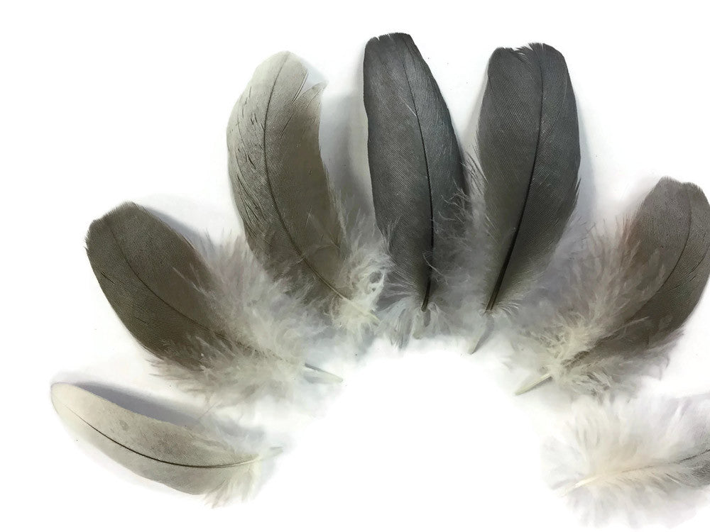 6 Pieces - Natural Black and Gray African Grey Parrot Body Plumage Feathers - Rare-