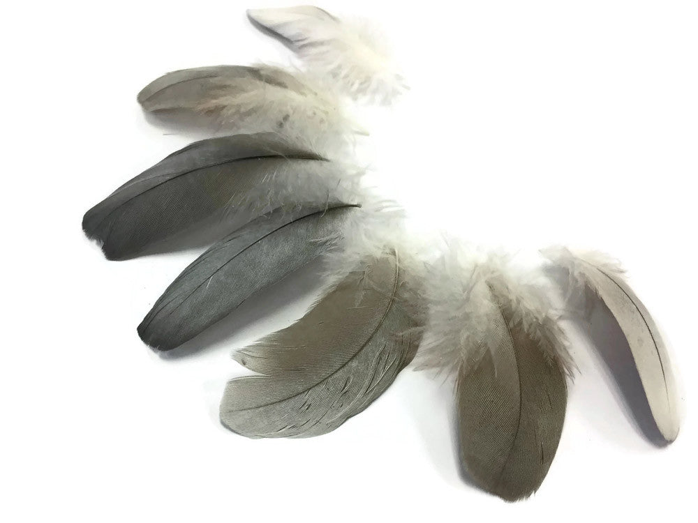 6 Pieces - Natural Black and Gray African Grey Parrot Body Plumage Feathers - Rare-