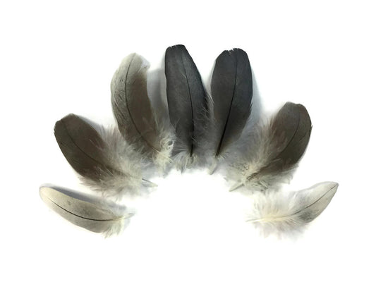 6 Pieces - Natural Black and Gray African Grey Parrot Body Plumage Feathers - Rare-