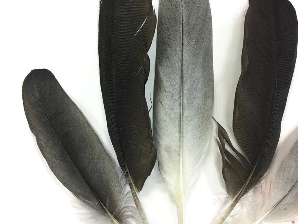 4 Pieces - Natural Black and Gray African Grey Parrot Wing Feathers - Rare-