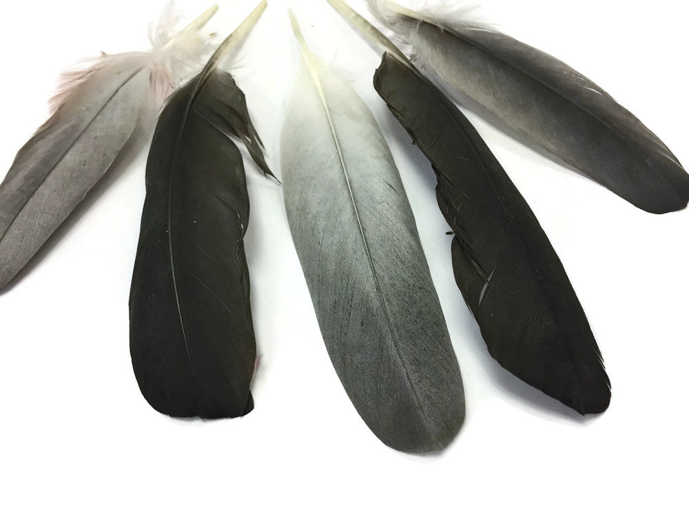 4 Pieces - Natural Black and Gray African Grey Parrot Wing Feathers - Rare-