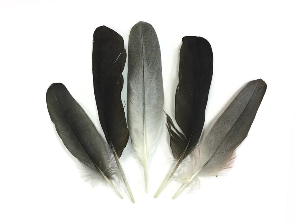 4 Pieces - Natural Black and Gray African Grey Parrot Wing Feathers - Rare-