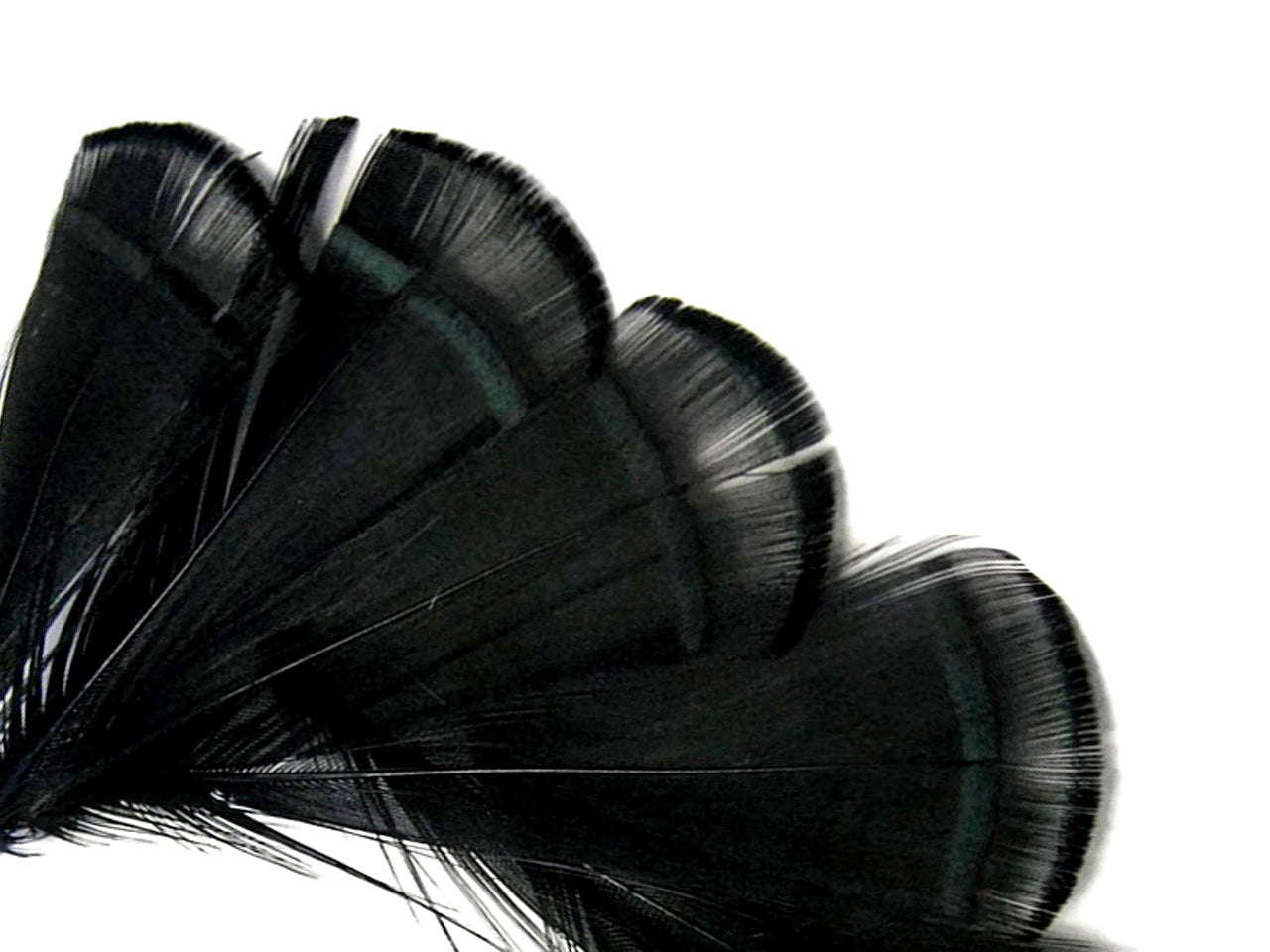 1 Dozen - Dyed Black Lady Amherst Pheasant Tippet Feathers