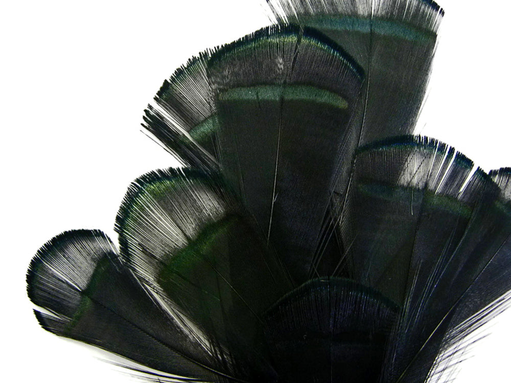 1 Dozen - Dyed Black Lady Amherst Pheasant Tippet Feathers