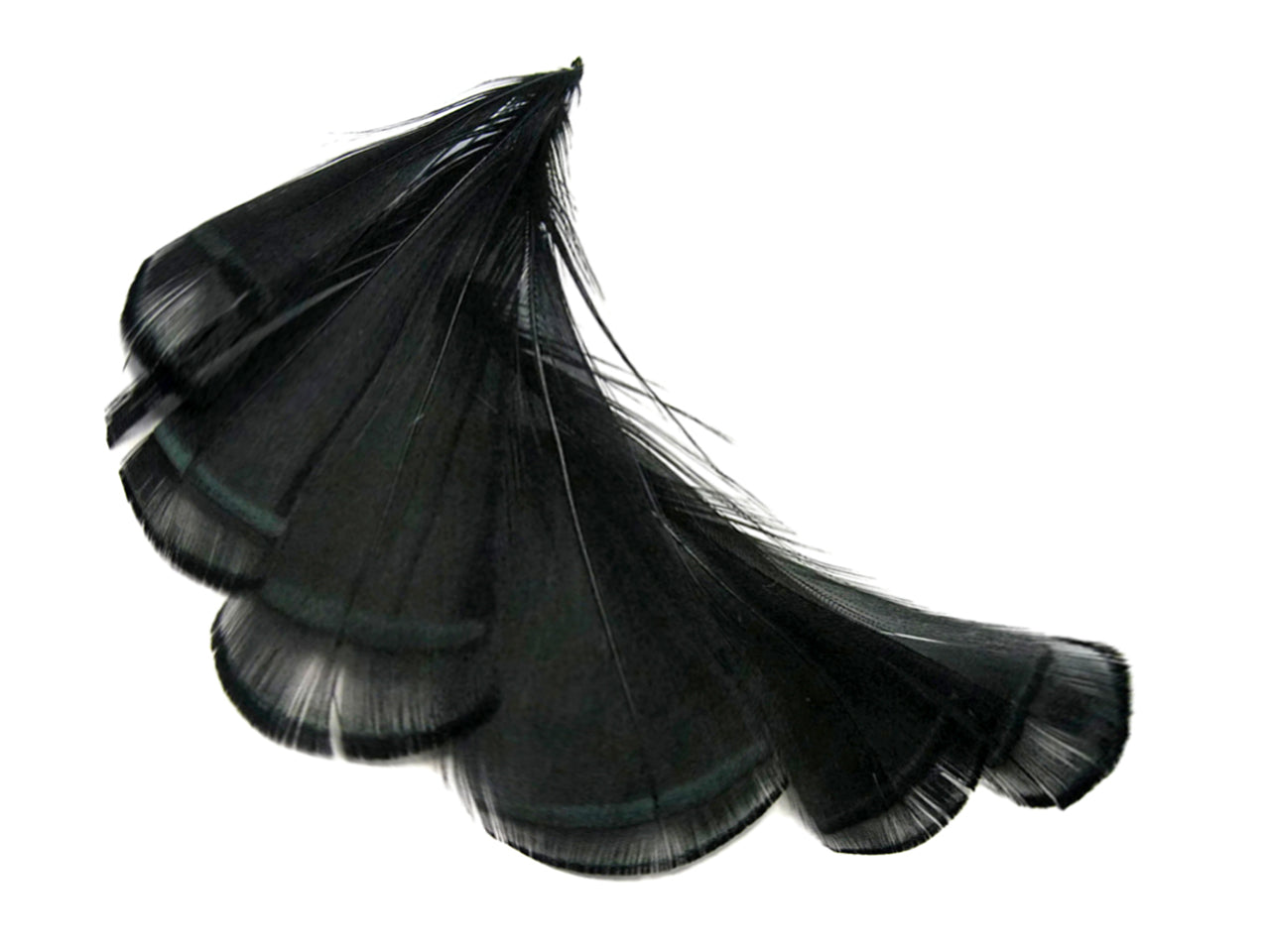 1 Dozen - Dyed Black Lady Amherst Pheasant Tippet Feathers