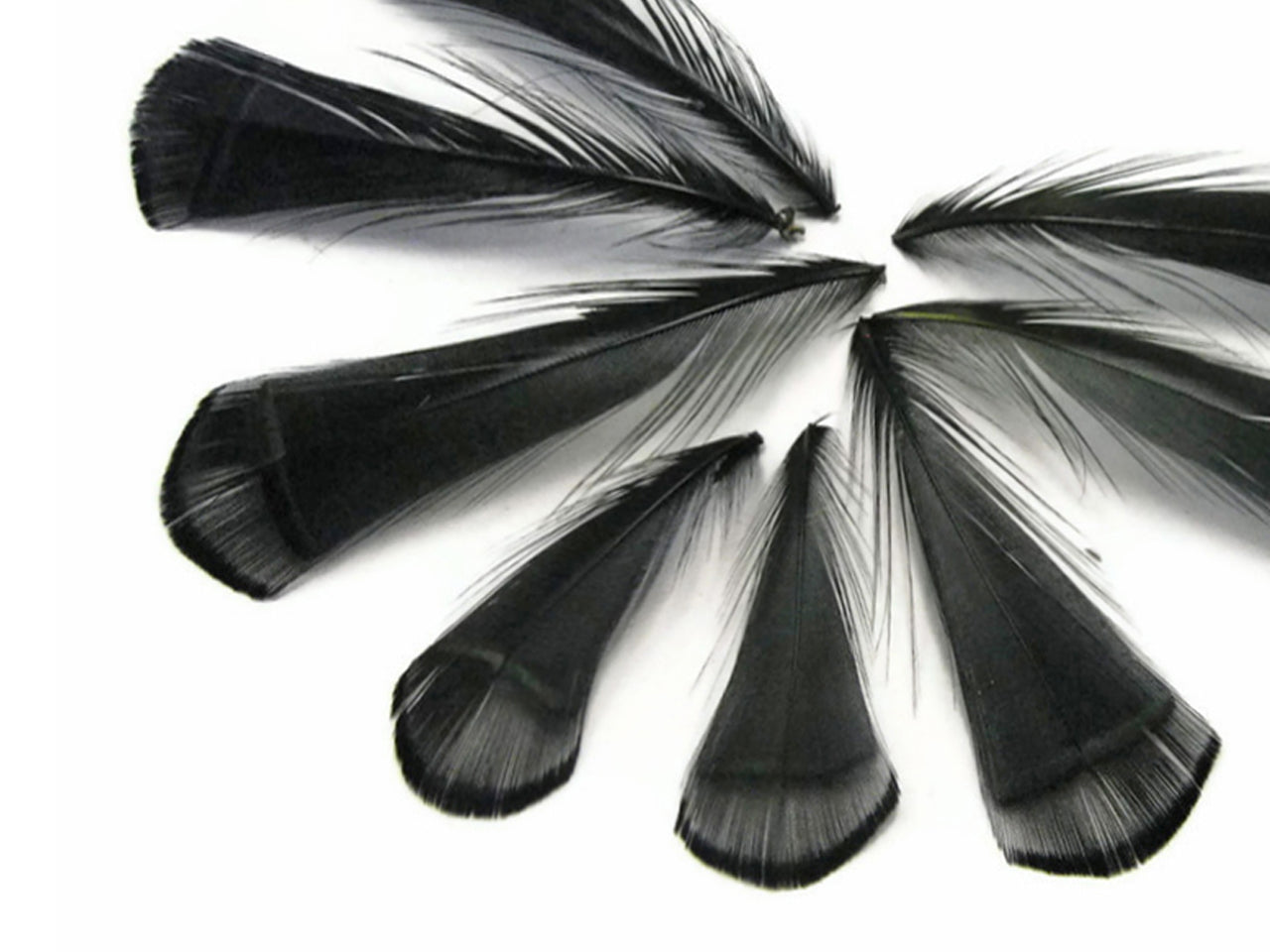 1 Dozen - Dyed Black Lady Amherst Pheasant Tippet Feathers