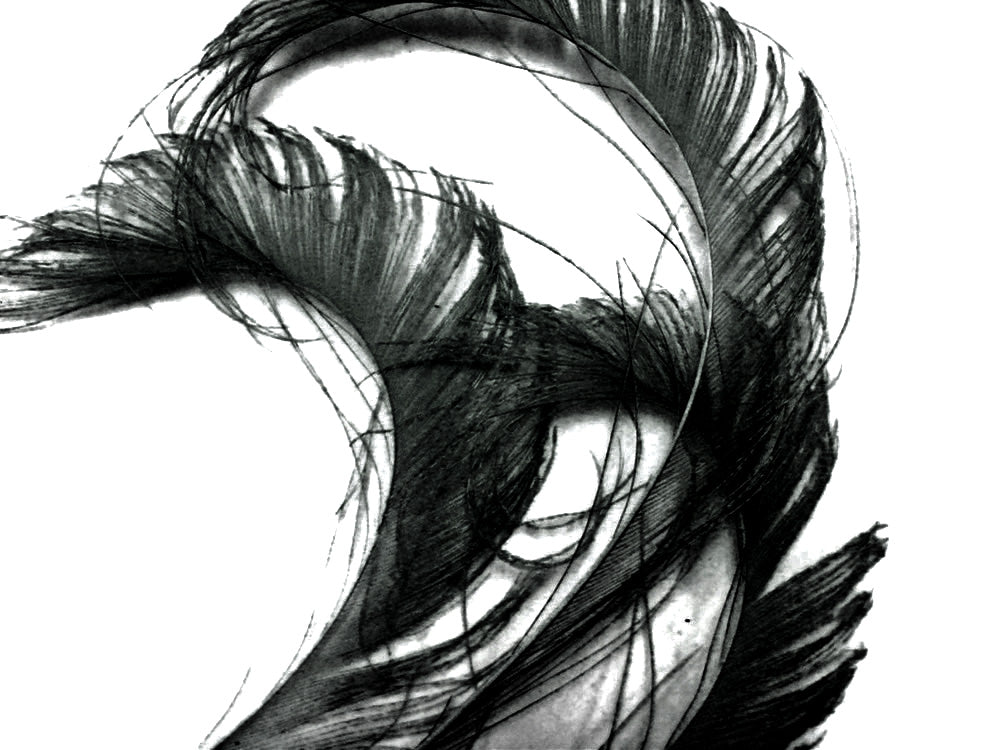 5 Pieces - 10-12" Black Bleached & Dyed Peacock Swords Cut Feathers