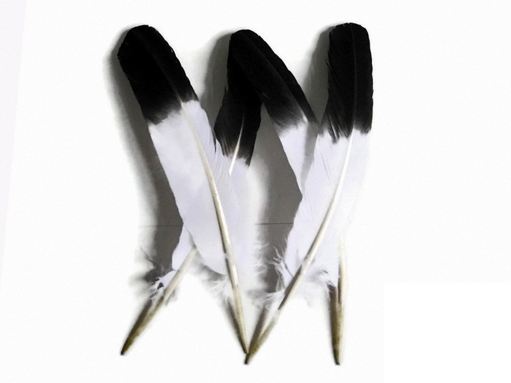 6 Pieces - Black Tipped "Imitation Eagle" Turkey Tom Rounds Secondary Wing Quill Feathers